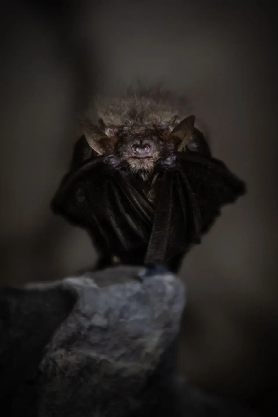 Bat — Pest Control