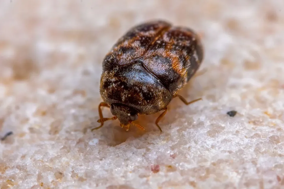 Carpet Beetle — Pest Control Carpet Beetle — Pest Control