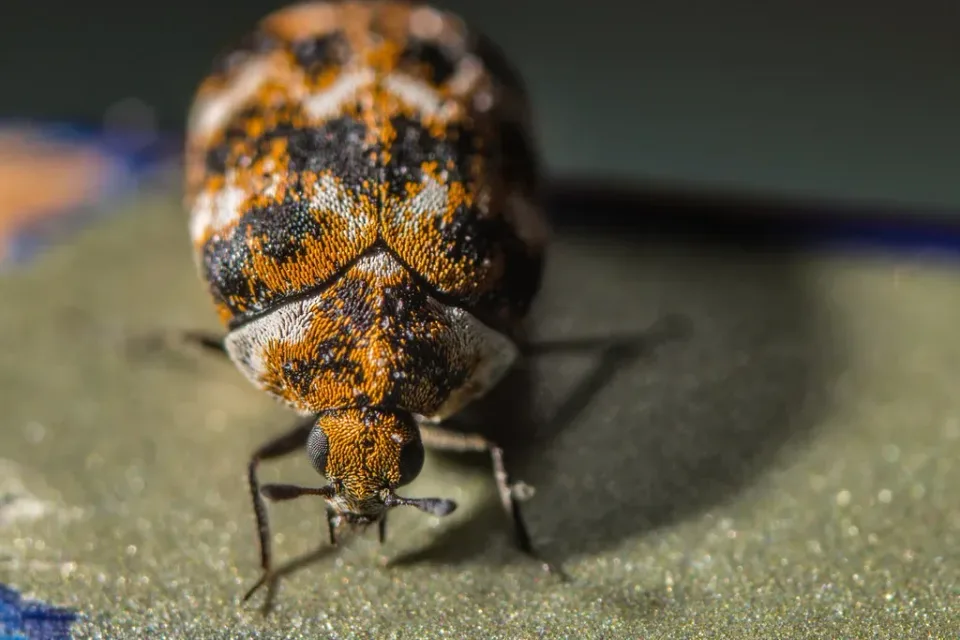 Carpet Beetle — Pest Control Carpet Beetle — Pest Control