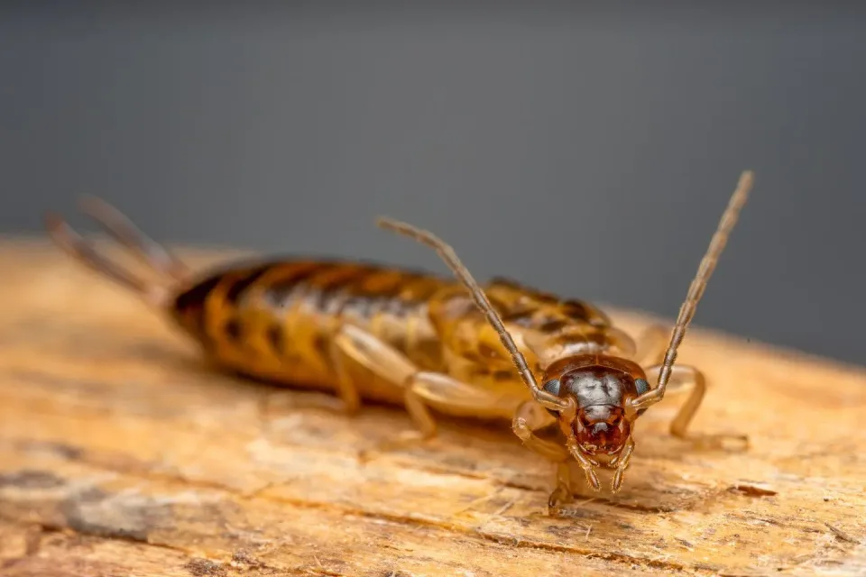 Earwig — Pest Control