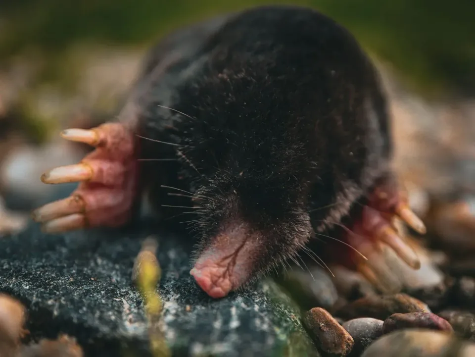 European Mole — Pest Control European Mole — Pest Control
