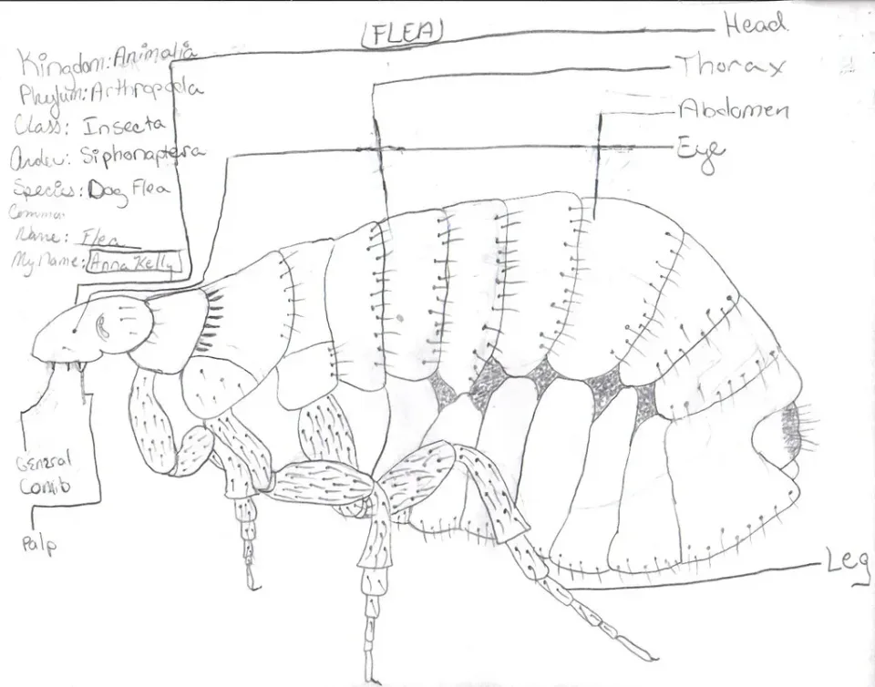 Flea Illustration — Pest Control Flea Illustration — Pest Control