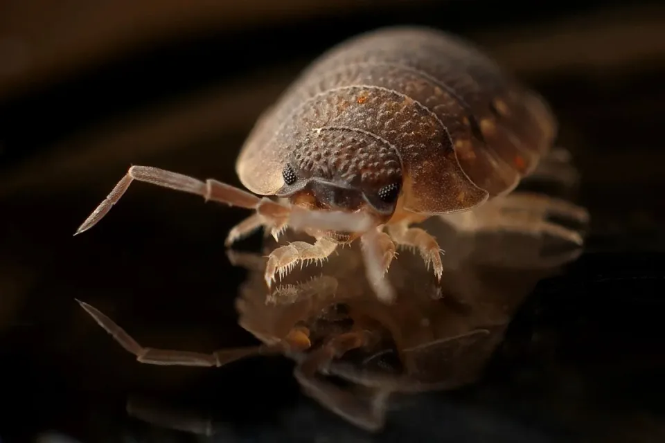 Isopod — Pest Control