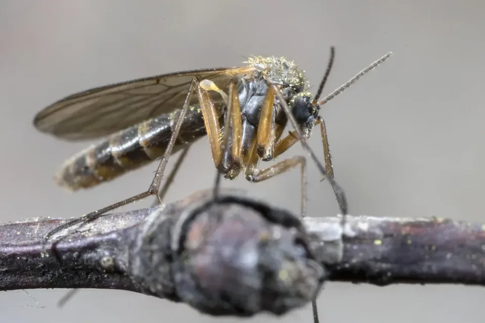 Mosquito — Pest Control