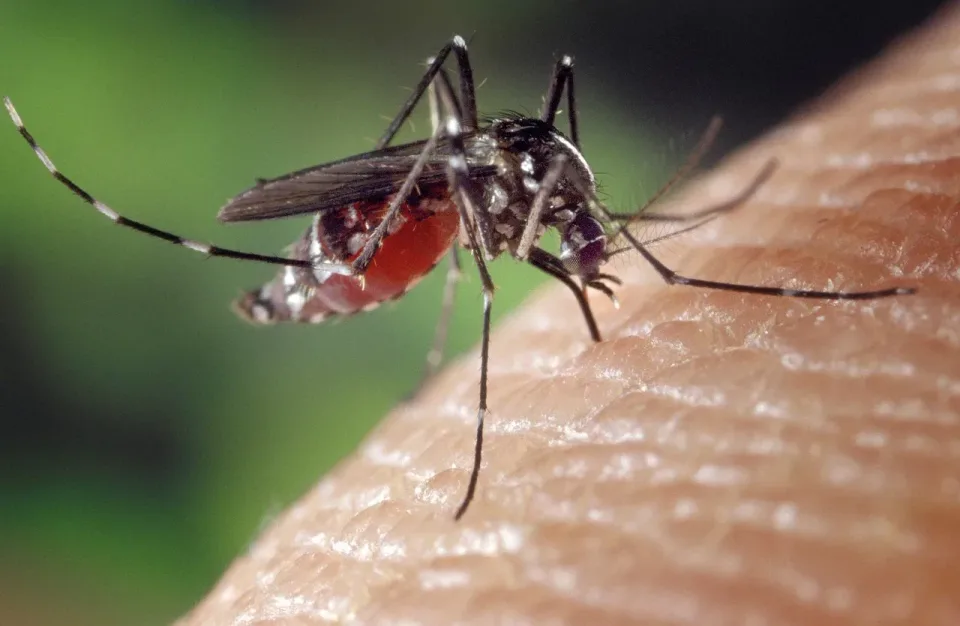 Mosquito — Pest Control Mosquito — Pest Control