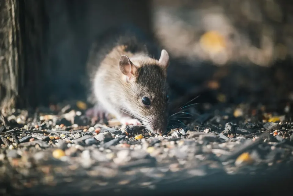 Rat — Pest Control Rat — Pest Control