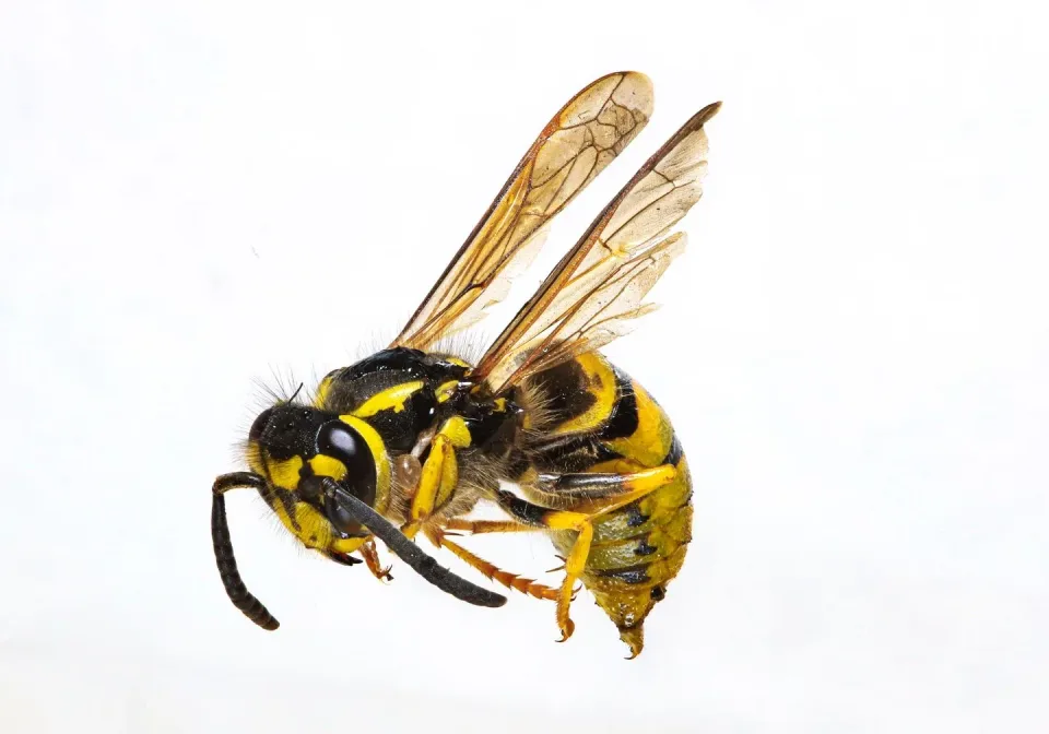 Wasp — Pest Control