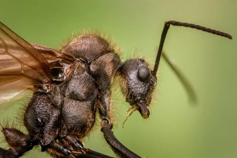 Winged Ant — Pest Control Winged Ant — Pest Control